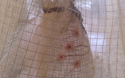 3ª parte: MATRIARCADO