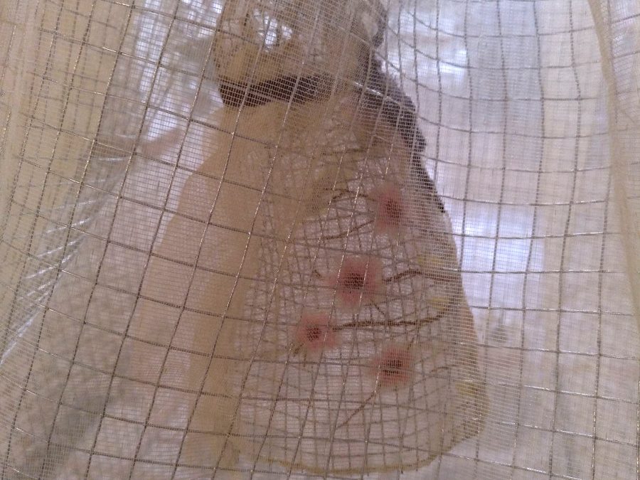 3ª parte: MATRIARCADO