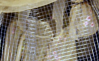 4ª parte. MATRIARCADO